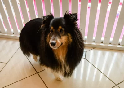 dog at Delmar Gardens of Meramec Valley