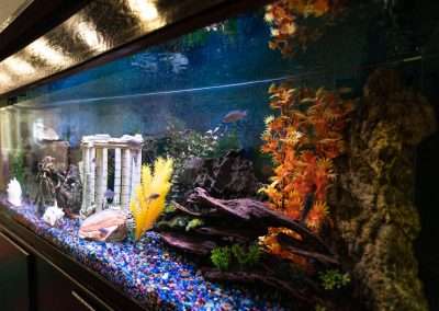 Delmar Gardens of Green Valley fish tank